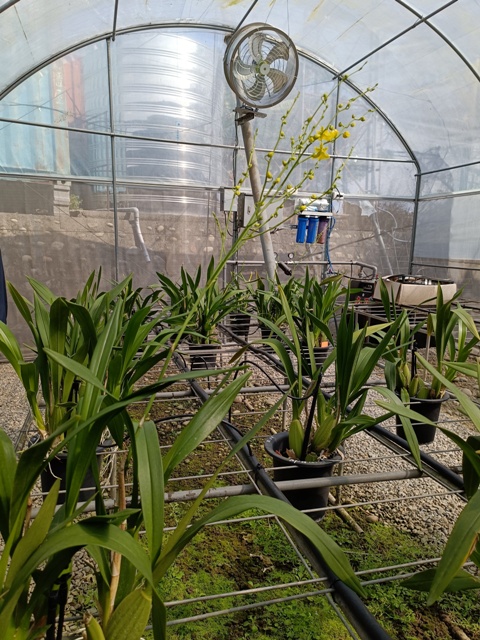 Fig2. The PVR holder of Oncidium 'Apollo'  has established a isolated mother stock greenhouse.