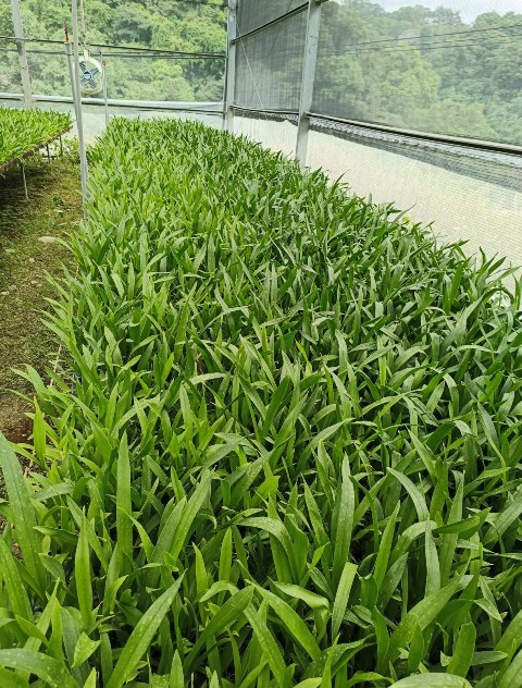 Fig3. Oncidium healthy plantlets are cultivated in  the isolated greenhouse.