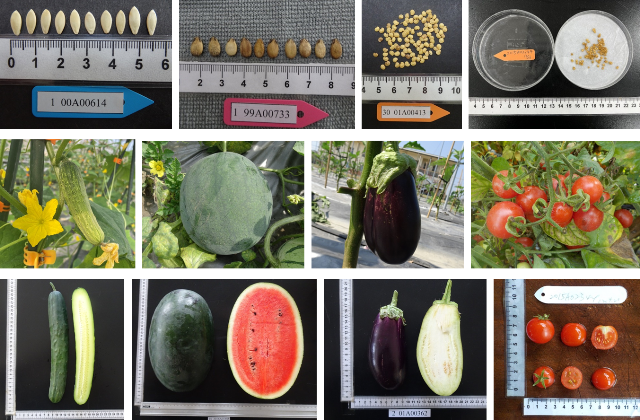 Figure 2. Through trait surveys helps to better understand the characteristics of the germplasm.