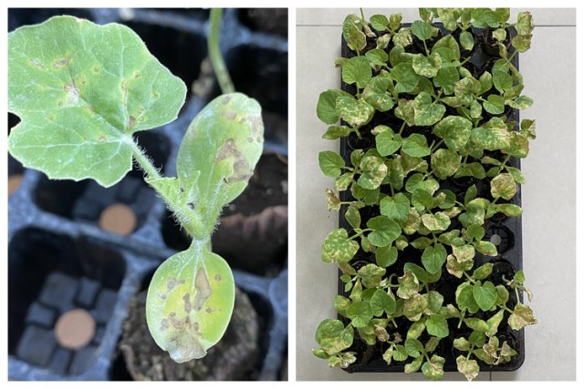 Figure 2. Cucurbit seedlings were harmed by bacterial fruit blotch, causing losses to nurseries.