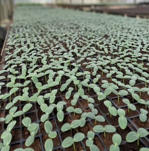 Figure 3. Healthy and high-quality seedlings of cucurbit crops.