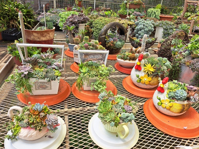 Figure 1. Succulent combination potted plants