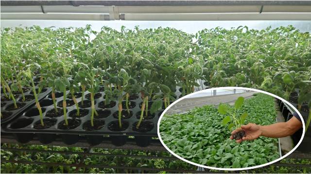 Figure 1. Eggplant roots are highly resistant to bacterial wilt and are widely used as disease-resistant rootstocks.