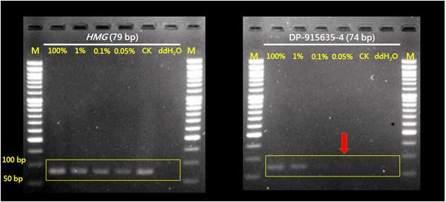圖1、基因改造玉米品項(DP-915635-4)之定性檢測技術建立