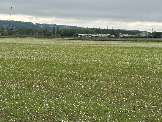 圖1 、有機蕎麥田生長現況