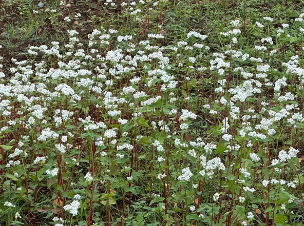 圖2 、蕎麥開花期
