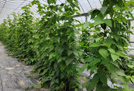 圖3.豆類無特定病源種子繁殖。