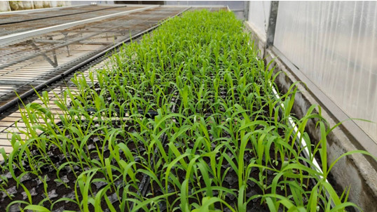 圖3、原鄉種原異地繁殖情形