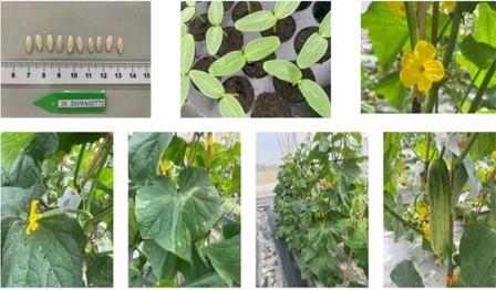 圖2.葫蘆科蔬菜繁殖更新情形