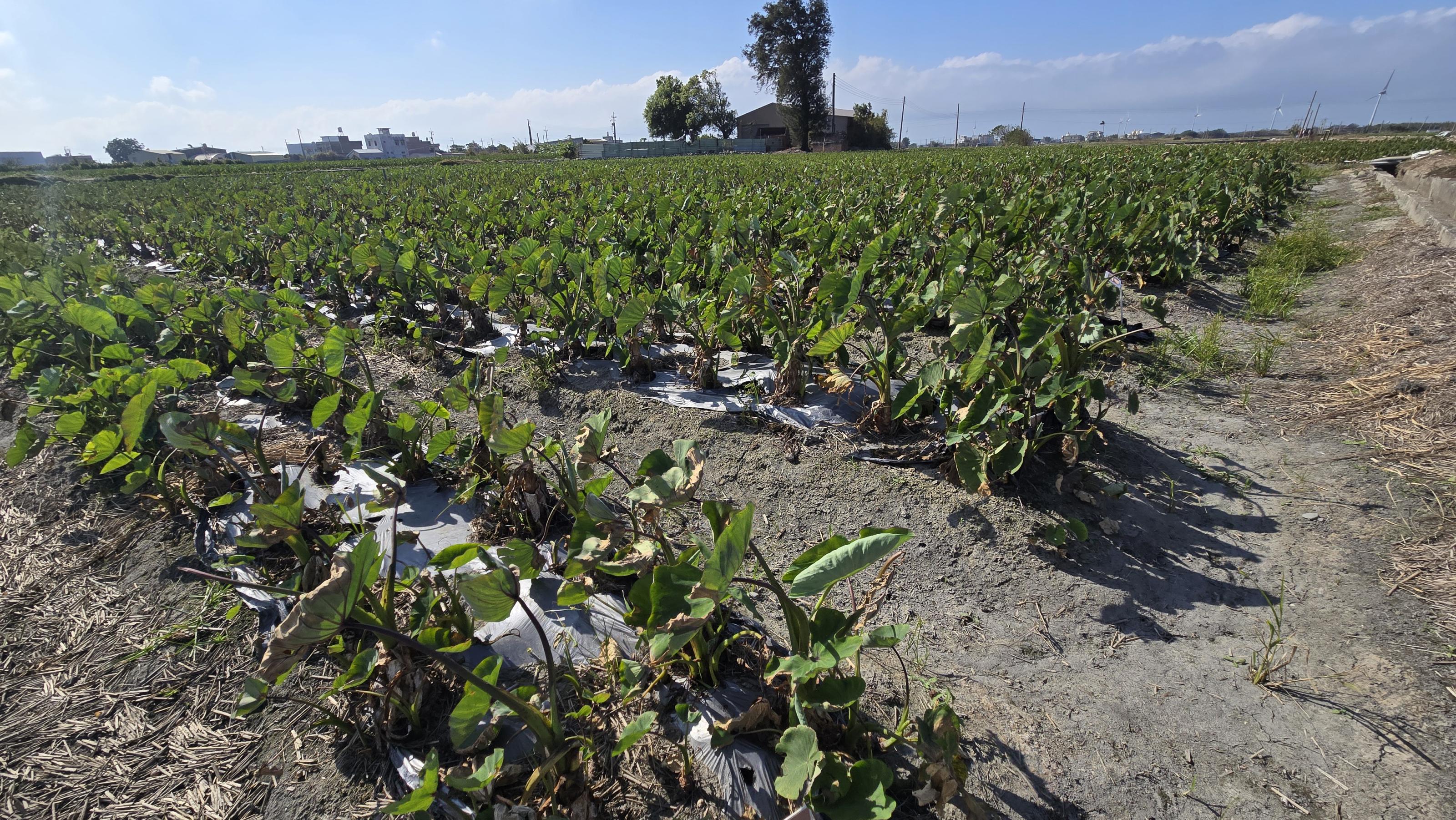 圖1. 芋營養系基本種苗於台中大安地區試種定植9個月之植株生育情形