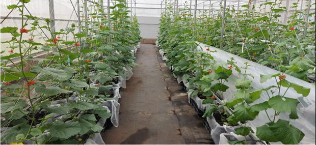 圖1、秋作甜瓜種植情形