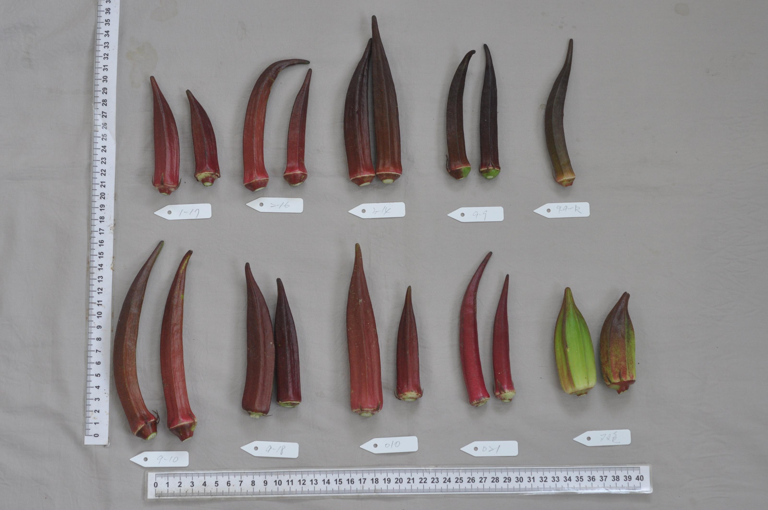 Survey of pods of different varieties (lines)