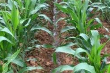Figure 1. Study on the effect of urea application in shortening the flowering period of maize
