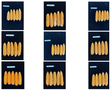 Figure 2. Pollination results of maize under different cultivation treatments