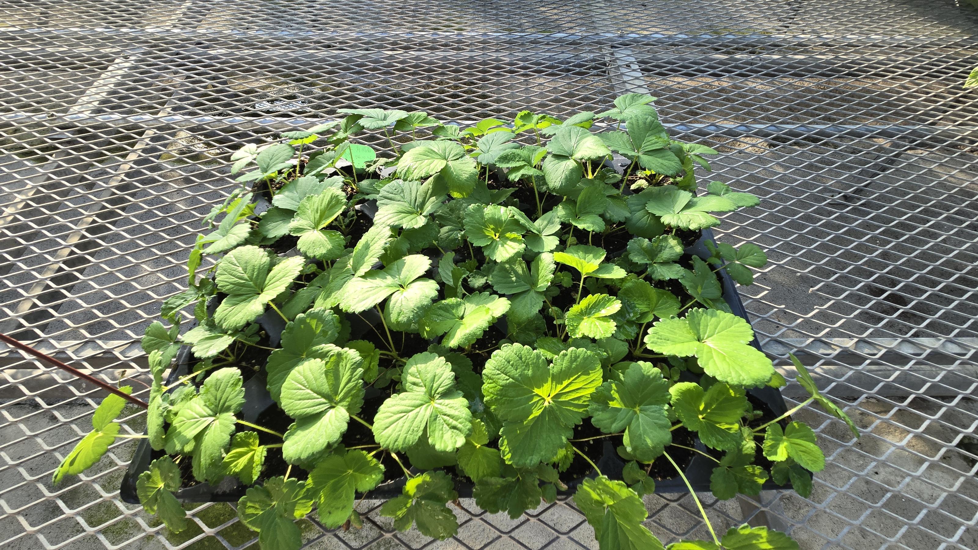 Fig 1. The growth of 'Fengxiang' strawberry plants after one month in a medium inoculated with anthracnose and sterilized using 70°C steam