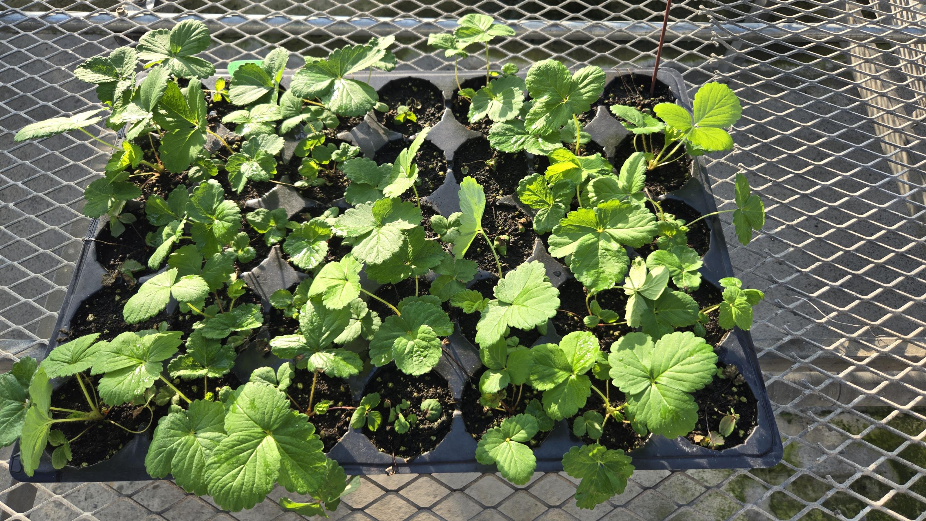 Fig 2. The growth of 'Fengxiang' strawberry plants after one month of cultivation in a medium inoculated with anthracnose