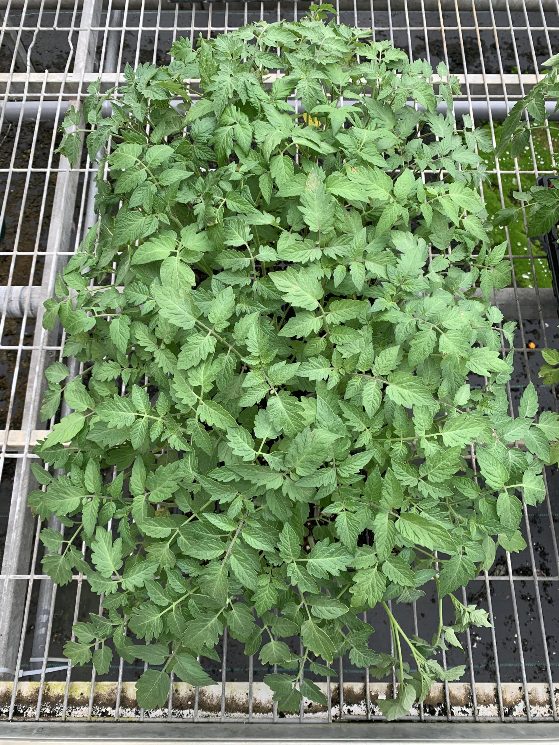 Fig1. Selecting for bacterial wilt pathogens of tomato.
