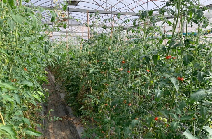 Fig2.Selecting for high-quality of tomato in greenhouse.