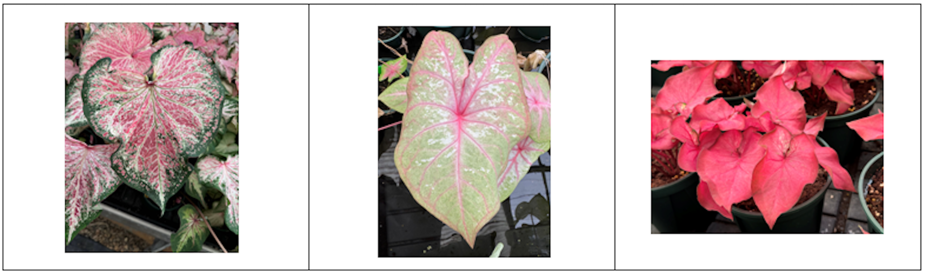 Fig.3 Three Promising Caladium Progeny.