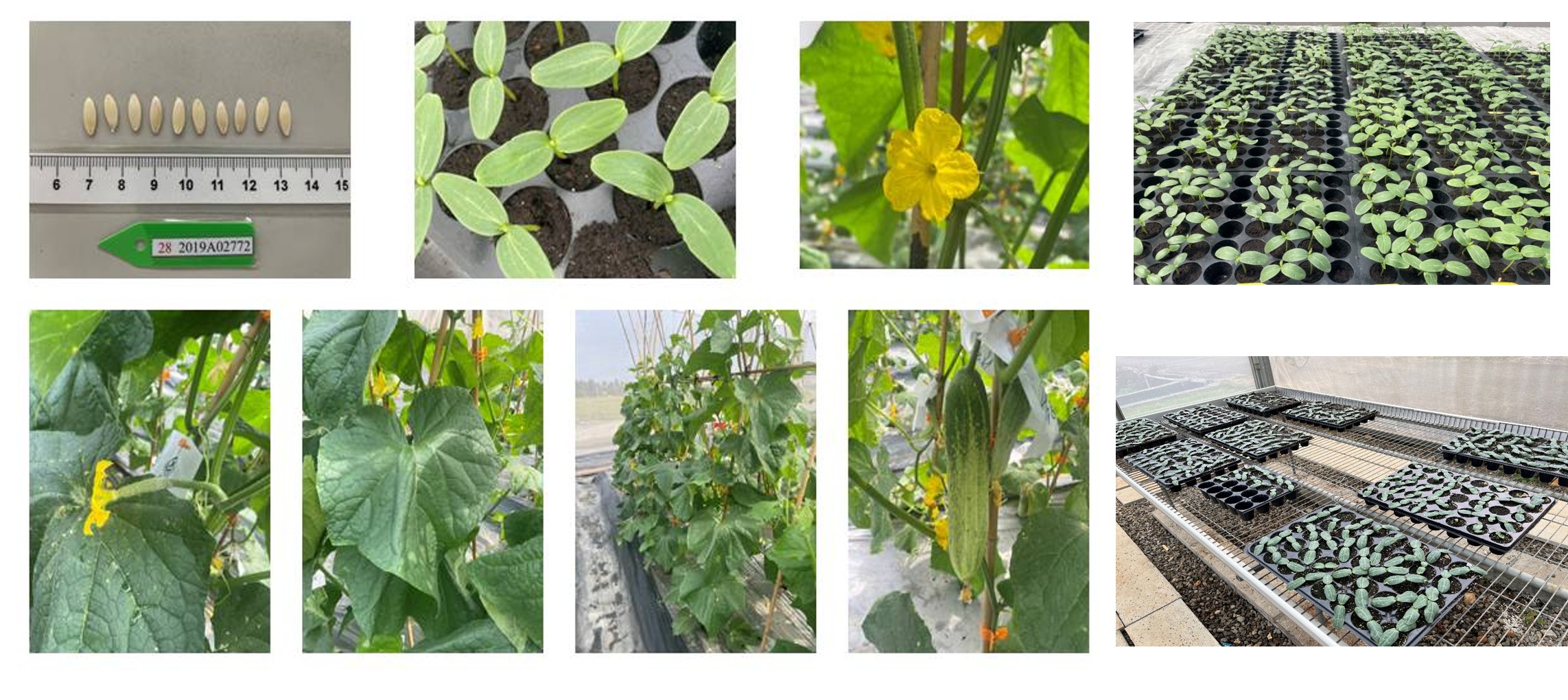 Fig2. Cucurbitaceae vegetable strains of reproduction and renewal.