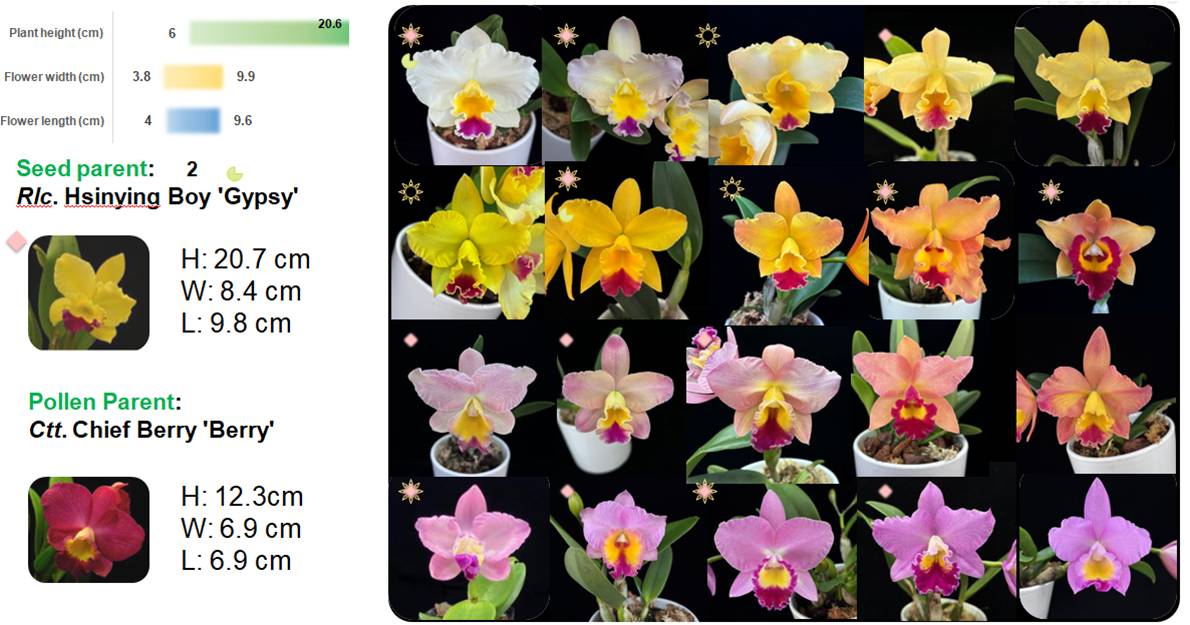 Fig. 1. Plant height, flower diameter (horizontal and vertical) distribution range, and flowering characteristics of the hybrid offspring of Rlc. Hsinying Boy 'Gypsy' x Ctt. Chief Berry 'Berr y'
