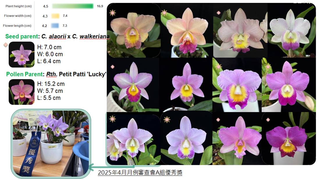Fig.2. Plant height, flower diameter (horizontal and vertical) distribution range, and flowering characteristics of the hybrid offspring of  (C. alaorii x C. walkeriana ) x Rth. Petit Patti 'Lucky'