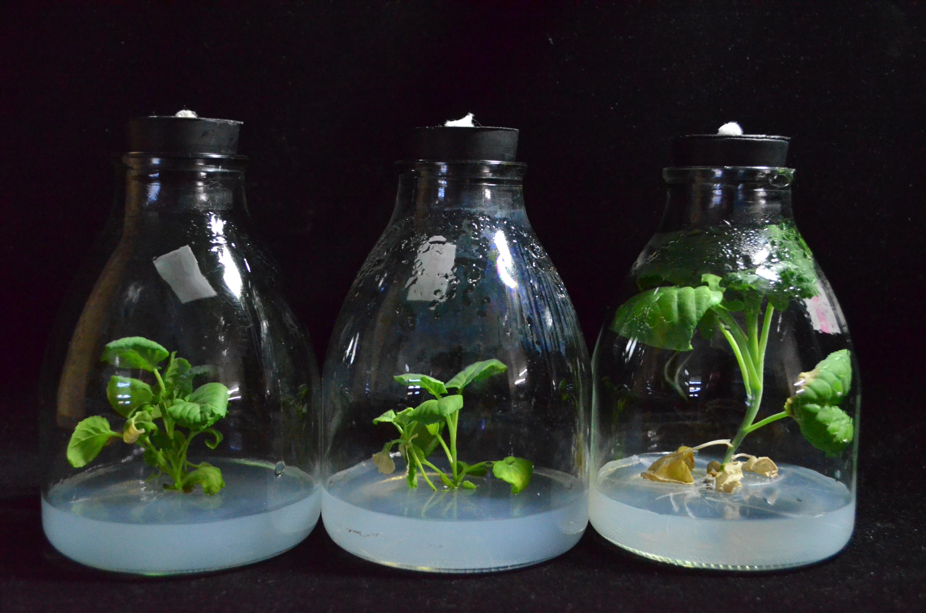 Fig 1. Regenerated plants of cruciferous crops induced by anther culture
