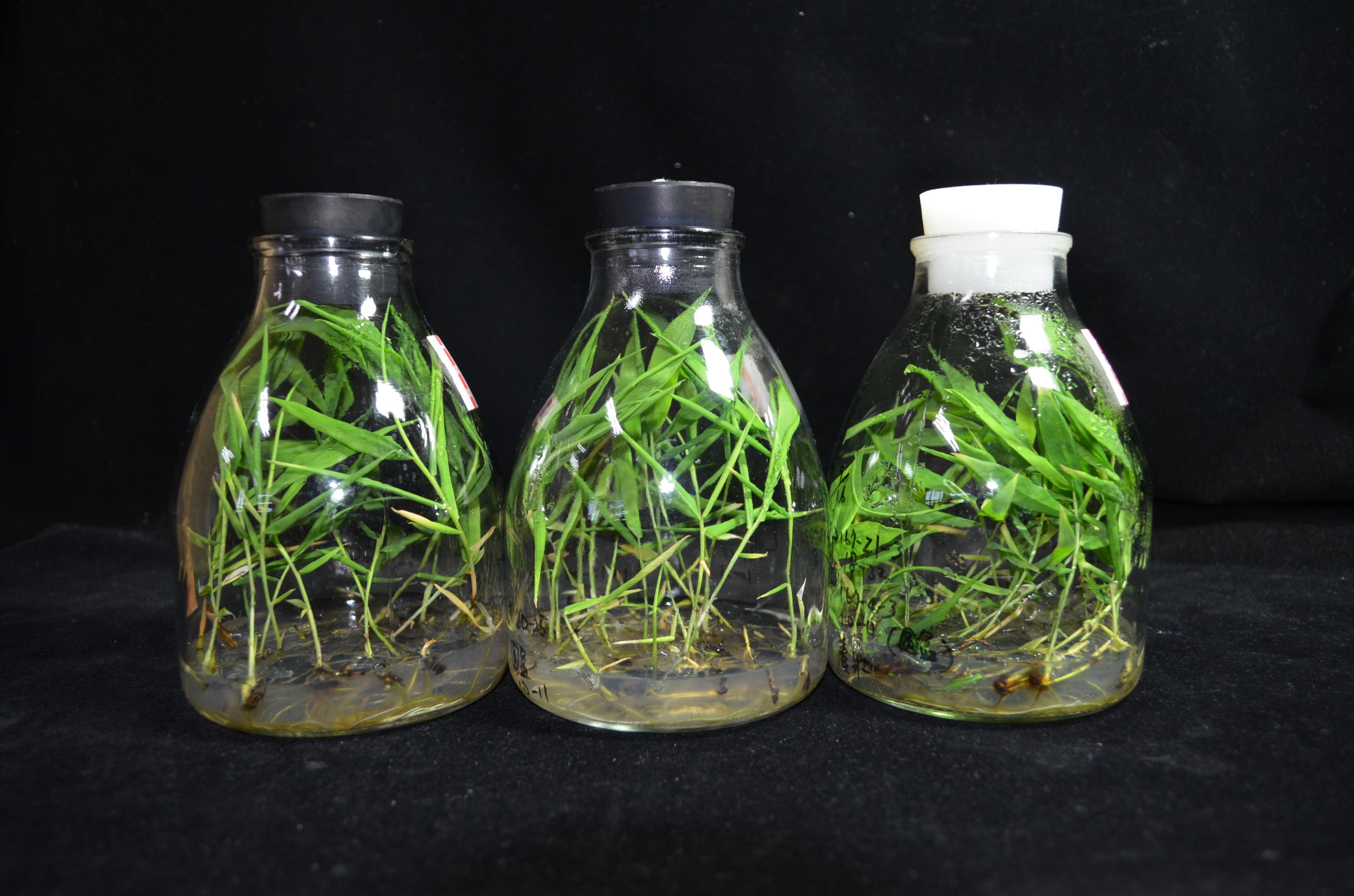 Fig 2. Growth of tissue-cultured seedlings of local green bamboo lines after rooting culture.