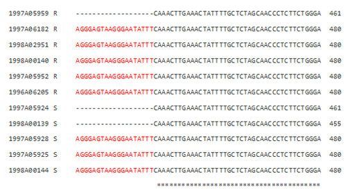 Figure 3. Sequence alignment analysis of the MELO3C00693 gene in powdery mildew–resistant and –susceptible melon lines.