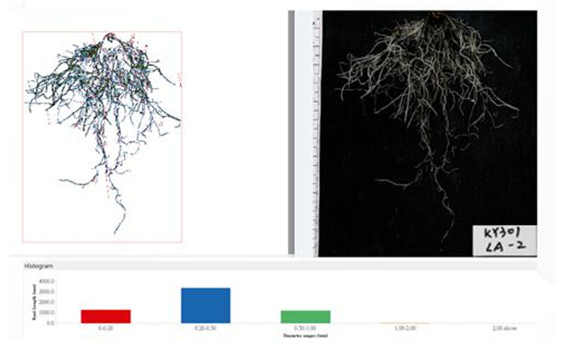 Figure 1. Effects of soil-isolated microbial strain treatments on tomato root growth performance.