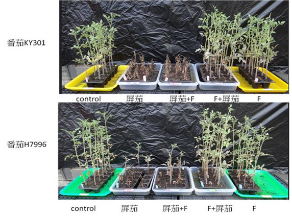 Figure 2. Effects of soil isolate strain F on the biological control of tomato bacterial wilt in inoculation assays