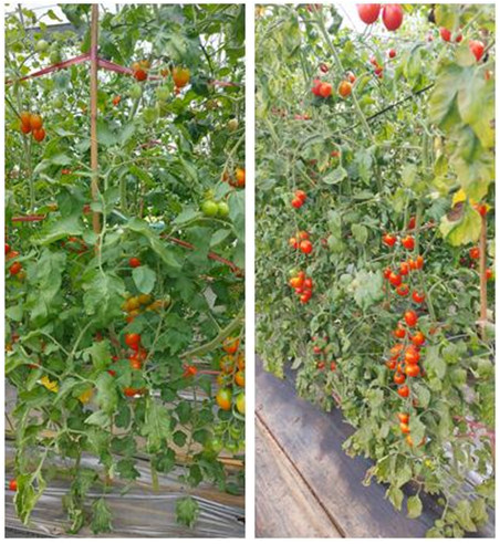 Figure 3. Impact of soil microbial inoculants on the growth of tomatoes in field trials