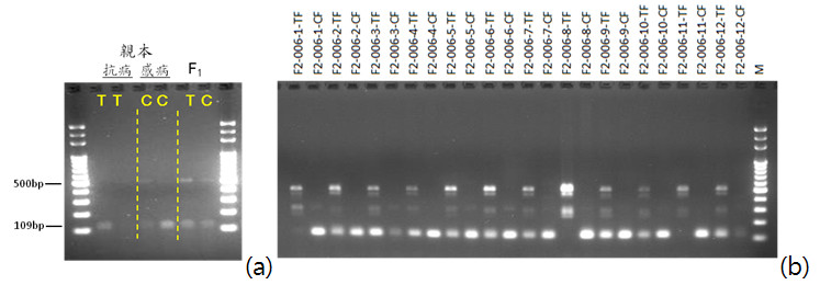 Figure 1. PCR electrophoresis results using SNP allele-specific primers [T/C]. (a) Genotyping results of the resistant and susceptible parental lines and the F1 generation; (b) Genotyping results of 12 F2:3 plants (line No. 006).
