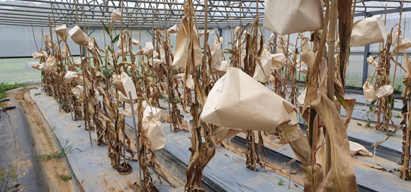 Fig. 1 Maturity status of plants in the S0 generation of the sweet corn hybrid composite population.