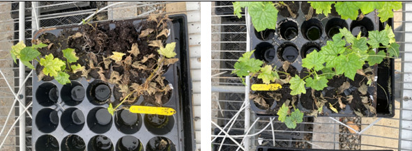 Figure 2. The second inoculation test (October 17, 2025) of F2:3 lines derived from crosses of resistant and susceptible luffa lines for Fusarium wilt. The right panel shows successful disease development in the susceptible control ‘Yinguang’, while the left panel shows segregation in the inoculation response of one F2:3 line.