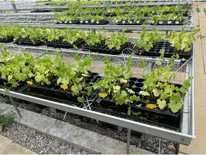 Fig. 2 Inoculation test of F2:3 progenies derived from crosses between fusarium wilt-resistant and susceptible Luffa lines.
