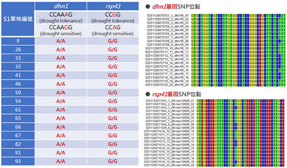 Figure 3. Molecular marker (dhn1, rsp41) analysis of the S1 generation derived from the maize hybrid combination (ZM-00003 × ZM-00004).