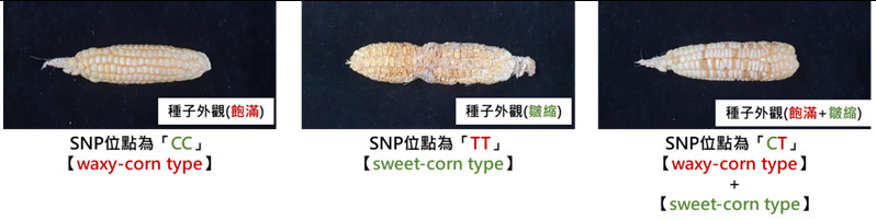 Figure 4. Association between the sh2 gene SNP locus in individual S1 plants and the appearance of their selfed ears (S2).