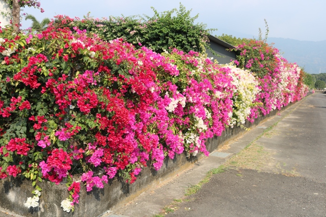 Figure 1. The bougainvillea fence, with its vibrant colors, is breathtaking.