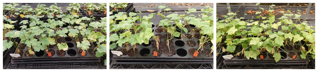 Figure 1. High resistance to Fusarium wilt demonstrated by TSIPS's new hybrid rootstocks. From left to right: LH20, LH27, and LH29 show healthy growth after inoculation with the pathogen.