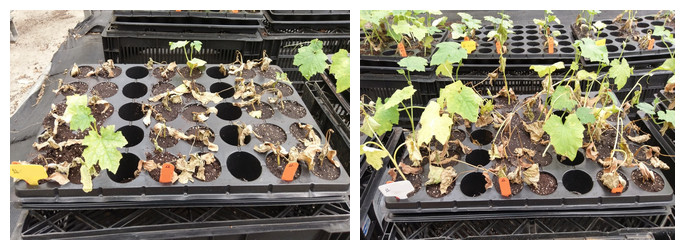 Figure 2. Susceptibility of commercial cultivars to Fusarium wilt. From left to right: 'S' and 'D' show severe wilting and plant death after inoculation.