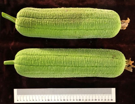 Figure 3. Fruit performance of grafted luffa plants.