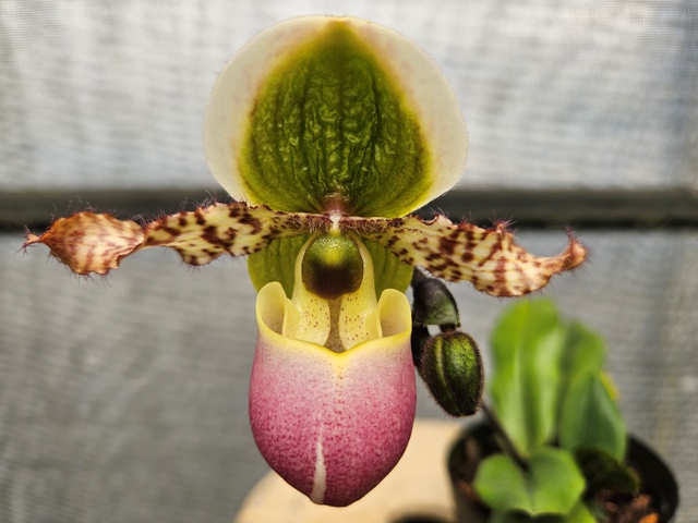 Fig1. Paphiopedilum orchids are highly admired for their distinctive slipper-shaped lip.