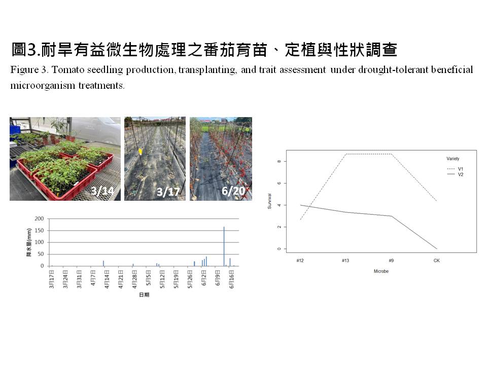 圖3.耐旱有益微生物處理之番茄育苗、定植與性狀調查