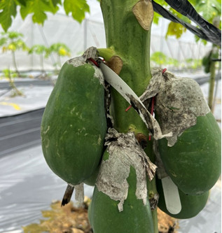 cross-pollination of facility-cultivated papaya lines.