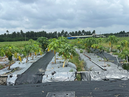 Disease-resistant papaya lines.