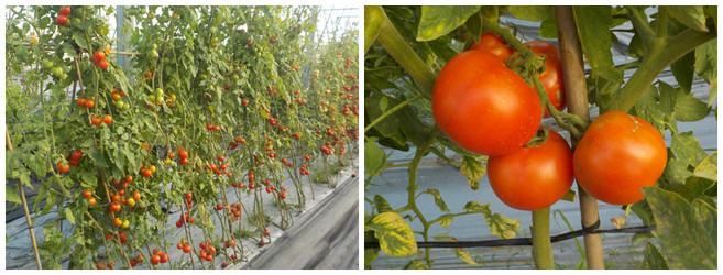 Evaluate of heat tolerance of the F1 tomato.