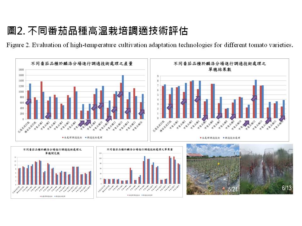 Fig.2 Evaluation of high-temperature cultivation adaptation technologies for different tomato varieties.