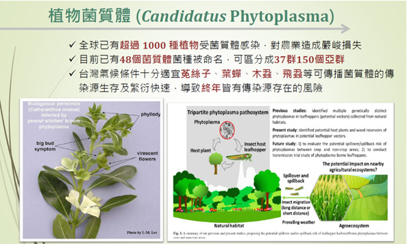 圖一、植物菌質體（Candidatus Phytoplasma）簡介