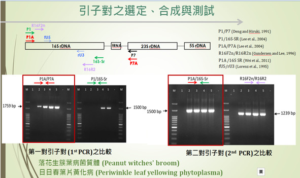 Figure 2. Establishment of Detection Techniques for Phytoplasmas.